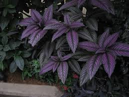 Strobilanthes violet